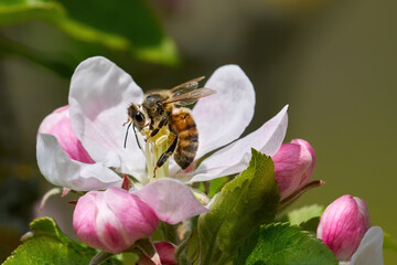 Biene beim Bestäuben einer Apfelblüte - Westliche Honigbiene (Apis mellifera) in Baden-Württemberg, Deutschland