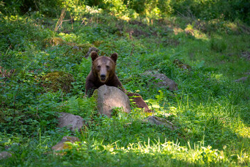 Brown bear in a forest. Before sunset. Portrait of a brown bear. Male/female. Green background, forest. With tree.