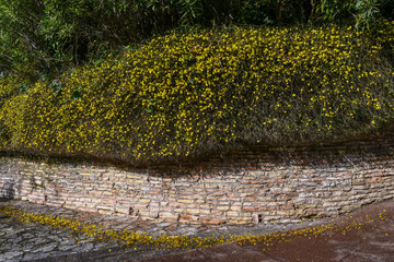 Flowering hedge of winter jasmine (Jasminum nudiflorum), a slender, deciduous shrub native to China that grows to 3 m (10 ft) tall and wide, with yellow flowers that bloom between November and March