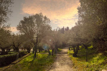 Backlight view with lens flares of an olive grove on the shore of Lake Garda at sunset, Sirmione, Brescia, Lombardy, Italy