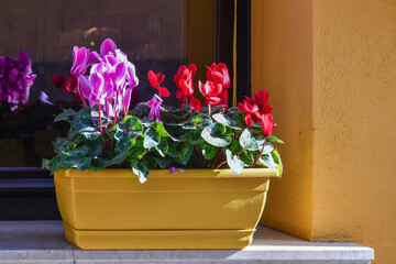 Close-up of pink and red cyclamen in a yellow pot on the windowsill of a house, Italy