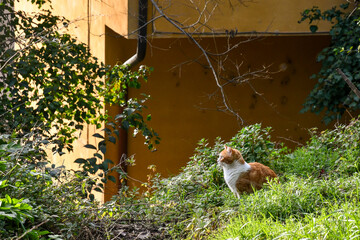 A ginger cat, domestic cat with orange hair color, sitting in the messy garden of an abandoned house