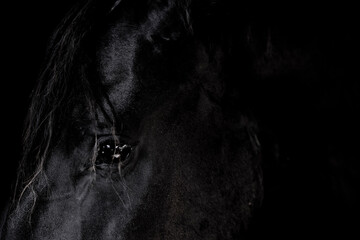 portrait of a black horse fine art close-up