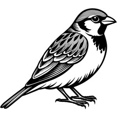 sparrow silhouette vector illustration svg file
