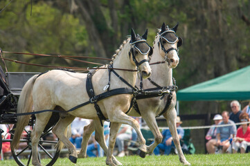 Welsh Pony team pulling hitch in Combined driving competition