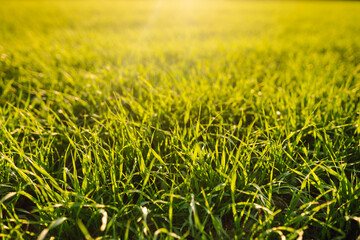 Field of green grass and colorful sunset. Agriculture concept.