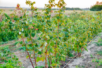 rows of raspberry bushes with ripe berries in an orchard with drip irrigation. Caring for berries and fruits