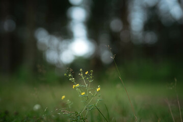 Estonian forest