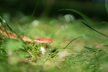 Estonian forest