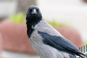 crow close-up