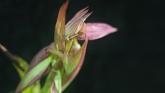 Serapias Lingua, Tongue orchid. Wildflower. Beautiful detailed view inside flower.