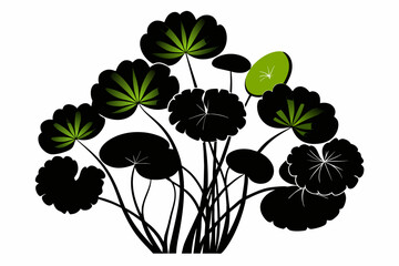 indian pennywort silhouette black vector illustration