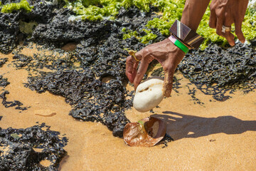 The hands of an African American woman holding a smooth white stone at the beach with silky brown sand and rocks covered in lush green algae at Sandy Beach in Honolulu Hawaii