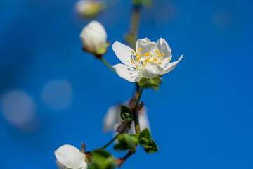 Closeup apple blossom white flowers and blue sky spring background