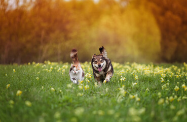  furry friends a red cat and a cheerful dog are running side by side along a green meadow on a sunny summer day - 776225710