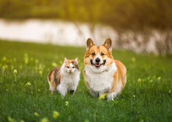 furry friends a red cat and a cheerful corgi dog stand next to each other in a green meadow on a sunny spring day - 776225783