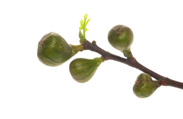Young fig tree branch, leaves with fruits in spring isolated on white, clipping