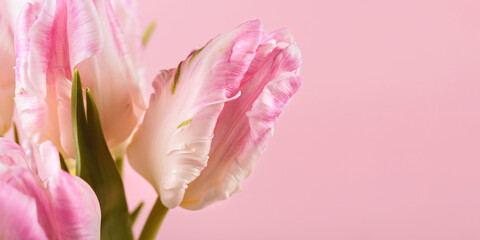 Macro close up photo of beautiful pink tulips on pastel pink background. Hello spring greeting or invitation card