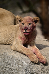 young lion zoo