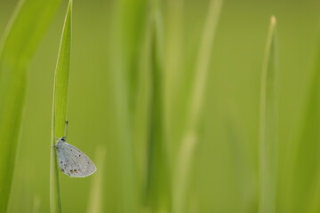 una farfalla everes argiades (cupido) in primavera