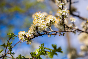 Branche de prunier en fleurs au début du printemps au bord d’un chemin près de Rieux-Volvestre