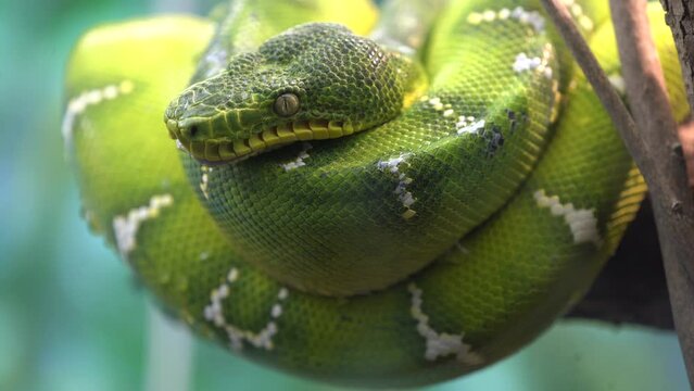 emerald tree boa is a boa species found in the rainforests of South America. Since 2009 the species Corallus batesii has been distinguished from the emerald tree boa. Like all other boas, 4k