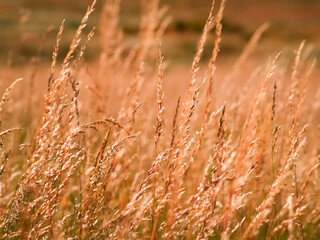Fototapeta premium Summer colours in the field of golden grass seed-heads
