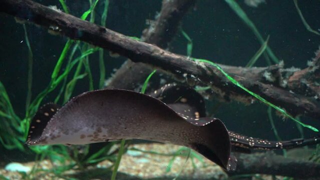 giant freshwater stingray (Urogymnus polylepis, also widely known by the junior synonym Himantura chaophraya) swim in water 120fps slow motion