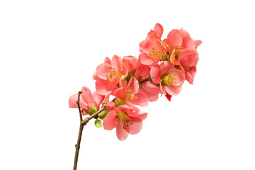 Blüte der Zierquitte (Chaenomeles), freigestellt - 776235359