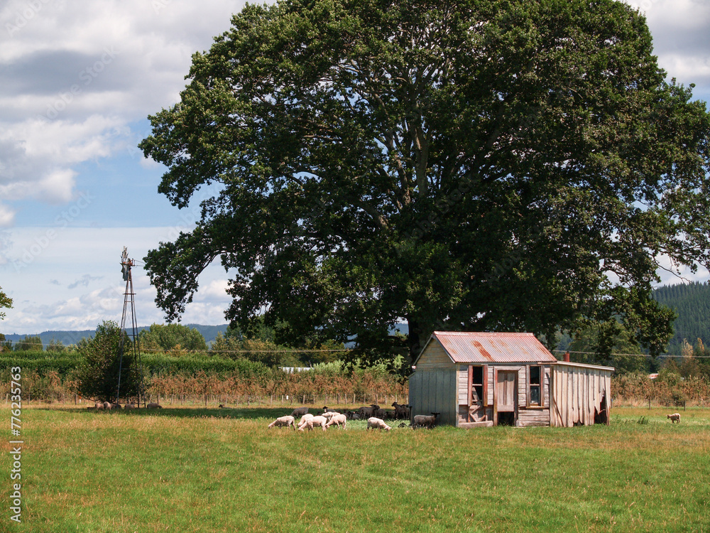 Wall mural Small flock of sheep graze in field by old dilapidated shed under big tree