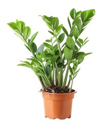 A potted Zamioculcas plant, isolated on white background, high resolution photography