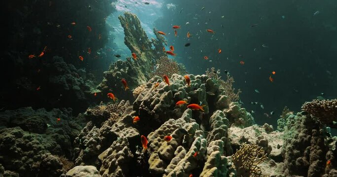 Background of coral reef under sea surface.