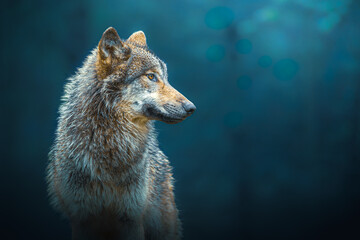 Sideways portrait of a Gray wolf also known as timber wolf, in the forest - obrazy, fototapety, plakaty