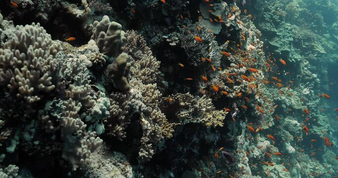A group of sea goldies swimming in the depths of the sea.