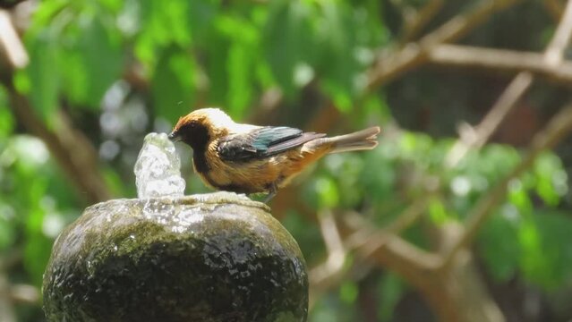 Bird bathing in a fountain. Burnished-buff tanager (Tangara cayana)