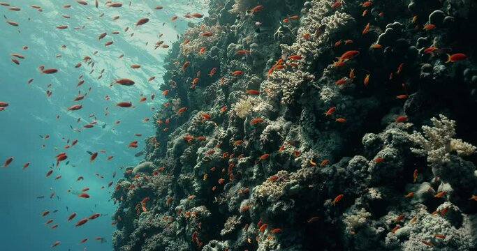 Amazinig underwater scenery views a school of Lyretail anthias.