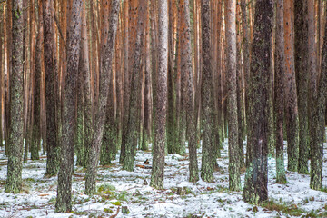 Interior of a snowy pine forest in the Sierra de Gredos