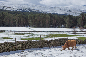 Cow grazing in the snowy landscape of Sierra de Gredos