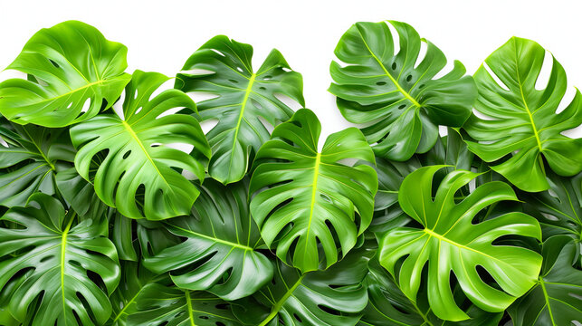 Lush green monstera leaves creating a vibrant tropical foliage texture.