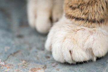 cat paw in macro shot