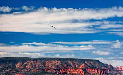 A hawk flies above the canyon with red rocks of Sedona Arizona - 776246722