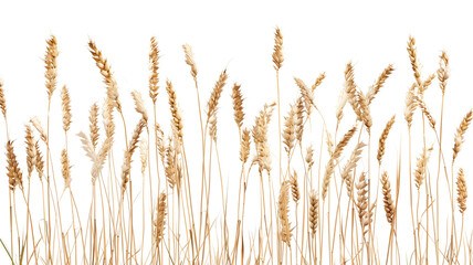 Fototapeta premium A vast rural field of golden wheat ripens under a bright summer sky