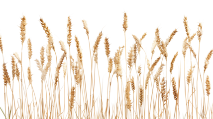 A vast rural field of golden wheat ripens under a bright summer sky