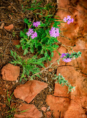 Southwest Mock Vervain bloom on a rocky hill in Sedona Arizona - 776247131