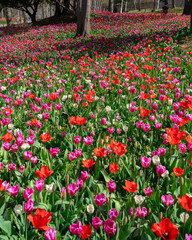 Tulip flowerbed during the blossom in a spring morning.