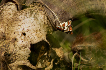 Lorquin's Admiral Butterfly (Limenitis lorquini) shows of Underside of Wings Perched on Skull - obrazy, fototapety, plakaty