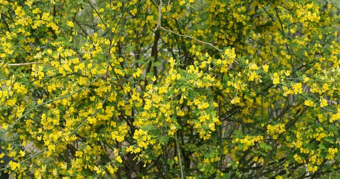 Siberian pea shrub (Caragana arborescens) as ornamental tree producing fragrant, bright-yellow flowers with small green petiolate leaves along thin and flexible gray stems bending slightly in the wind