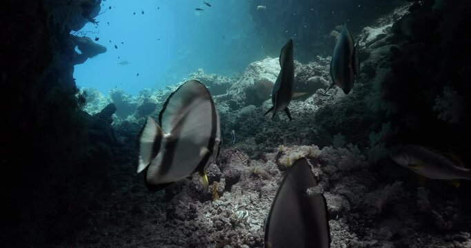 A small group of bannerfish swimming deep in the red sea.
