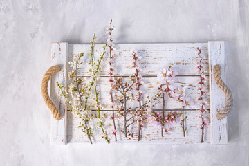   blooming branches of different fruit trees in white and pink cherry, almond, apricot flowers, on a white wooden vintage background. Flat top view. spring background. - 776254311