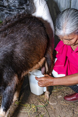 older latina mestiza woman crouching down milking toggenburg goat udders with her hands